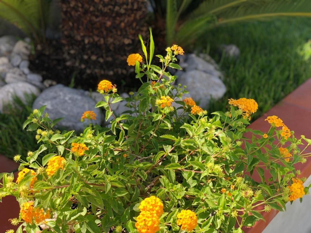 Invilla Bed&Breakfast - Quality Rooms Santa Maria di Castellabate Exteriör bild